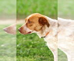 Small #4 Mutt