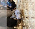 Small Photo #17 Doberman Pinscher Puppy For Sale in PITTSBURGH, PA, USA