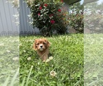 Small #4 Cavalier King Charles Spaniel