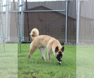 Kylie - Female Akita-Unknown Mix Dog for Adoption - Photo #4