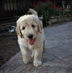 Goldendoodle Puppy for sale in DRY RIDGE, KY, USA