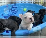 Small Photo #3 French Bulldog Puppy For Sale in MADISON, OH, USA