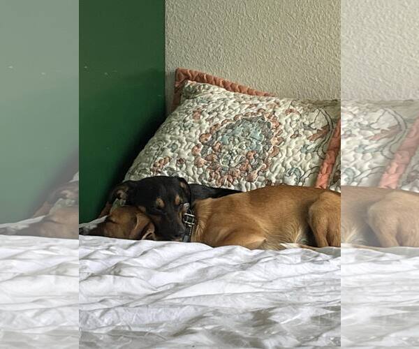 Medium Photo #5 Chihuahua-Unknown Mix Puppy For Sale in Visalia, CA, USA