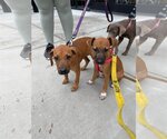 Small Photo #19 Black Mouth Cur-Unknown Mix Puppy For Sale in Derwood, MD, USA