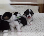 Small Photo #24 Pembroke Welsh Corgi Puppy For Sale in SOULSBYVILLE, CA, USA