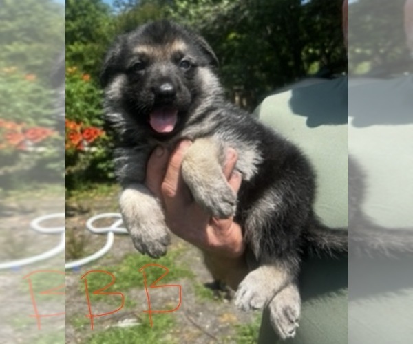 Medium Photo #1 German Shepherd Dog Puppy For Sale in SWANSBORO, NC, USA