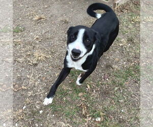 Cupid - Male Mutt Dog for Adoption - Photo #3