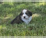 Small Photo #3 Great Bernese Puppy For Sale in ELGIN, OR, USA