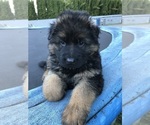 Small Photo #20 German Shepherd Dog Puppy For Sale in KENT, WA, USA