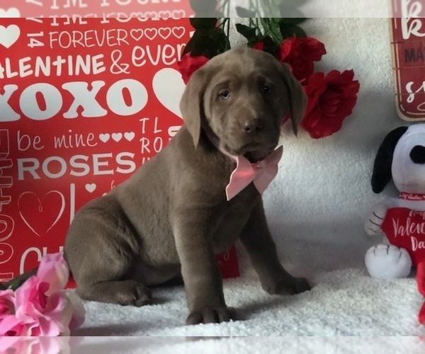 Medium Photo #2 Labrador Retriever Puppy For Sale in CLAY, PA, USA