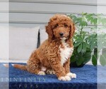 Small #3 Goldendoodle