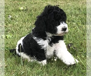 Poodle (Standard) Puppy for sale in WALHONDING, OH, USA