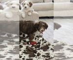 Small #10 Aussiedoodle