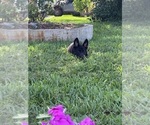 Small #3 German Shepherd Dog