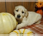 Small Photo #1 English Cream Golden Retriever Puppy For Sale in PEYTON, CO, USA