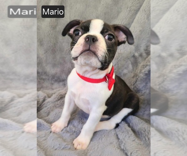 Medium Photo #1 Boston Terrier Puppy For Sale in MINERAL WELLS, WV, USA