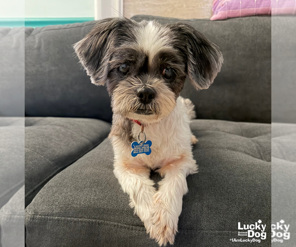 Medium Photo #2 Shih Tzu-Unknown Mix Puppy For Sale in Washington, DC, USA