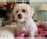 Small Photo #5 Zuchon Puppy For Sale in RENO, NV, USA