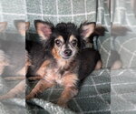 Small Photo #13 Chihuahua-Unknown Mix Puppy For Sale in Oakhurst, NJ, USA