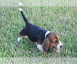 Small Photo #22 Basset Hound Puppy For Sale in MEMPHIS, MO, USA