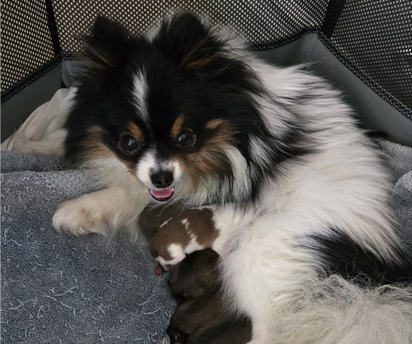 Medium Photo #4 Pomeranian Puppy For Sale in MENIFEE, CA, USA