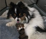 Small #3 Pomeranian
