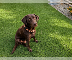 Labrador Retriever Dogs for adoption in Clovis, CA, USA