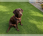 Small Labrador Retriever