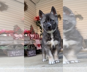 Siberian Husky Puppy for sale in BEAVER, OH, USA