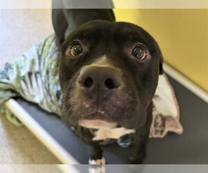 Mutt Dogs for adoption in Ames, IA, USA