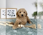 Small #2 Goldendoodle (Miniature)