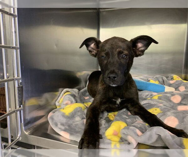 Medium Photo #1 American Staffordshire Terrier-Unknown Mix Puppy For Sale in Grand Prairie, TX, USA