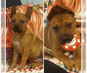 Jack Russell Terrier-Unknown Mix Dogs for adoption in Pryor, OK, USA
