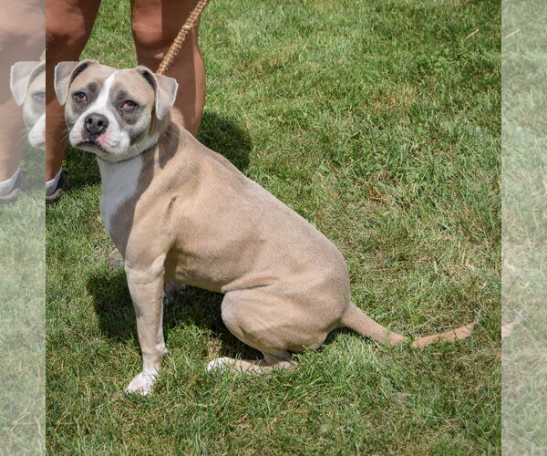 Medium Photo #5 Bostin American Bulldog Puppy For Sale in Huntley, IL, USA