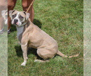Sam - Male Bostin American Bulldog Dog for Adoption - Photo #5