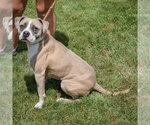 Small #4 Bostin American Bulldog