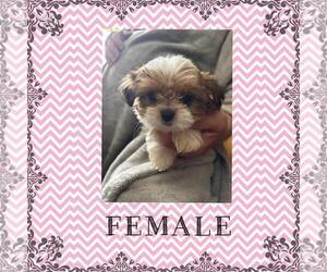Japanese Chin-Shorkie Tzu Mix Puppy for sale in FALL CREEK, WI, USA