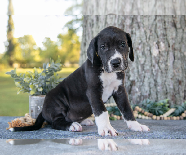 Medium Photo #2 Great Dane Puppy For Sale in SALEM, IN, USA