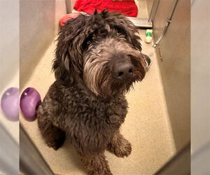 Labradoodle Dogs for adoption in Rancho Cucamonga, CA, USA