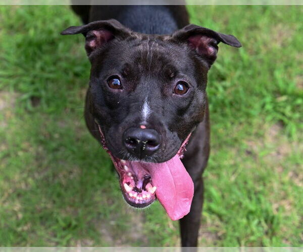 Medium Photo #6 American Pit Bull Terrier Puppy For Sale in Glen Allen, VA, USA