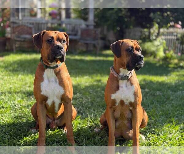 Medium Photo #7 Boxer Puppy For Sale in FONTANA, CA, USA