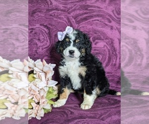 Miniature Bernedoodle Puppy for sale in OXFORD, PA, USA