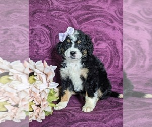 Medium Miniature Bernedoodle