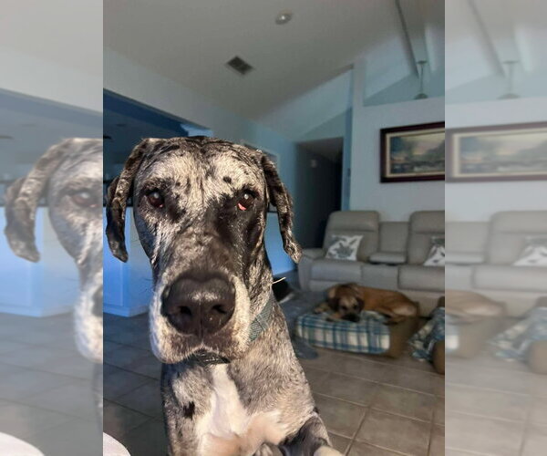 Medium Photo #6 Great Dane Puppy For Sale in Bullard, TX, USA
