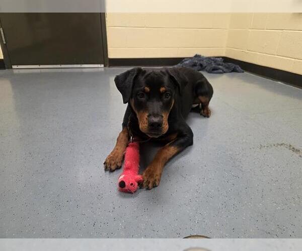 Medium Photo #1 Rottweiler Puppy For Sale in Denver, CO, USA