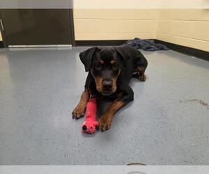 Rottweiler Dogs for adoption in Denver, CO, USA