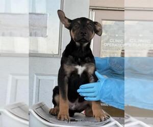 German Shepherd Dog-Unknown Mix Dogs for adoption in San Antonio, TX, USA