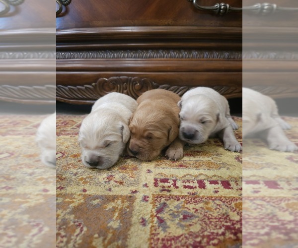 Medium Photo #4 Golden Retriever Puppy For Sale in ELVERTA, CA, USA