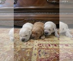 Small #3 Golden Retriever