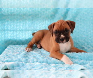 boxer puppies for sale maryland boxer puppies for sale maryland